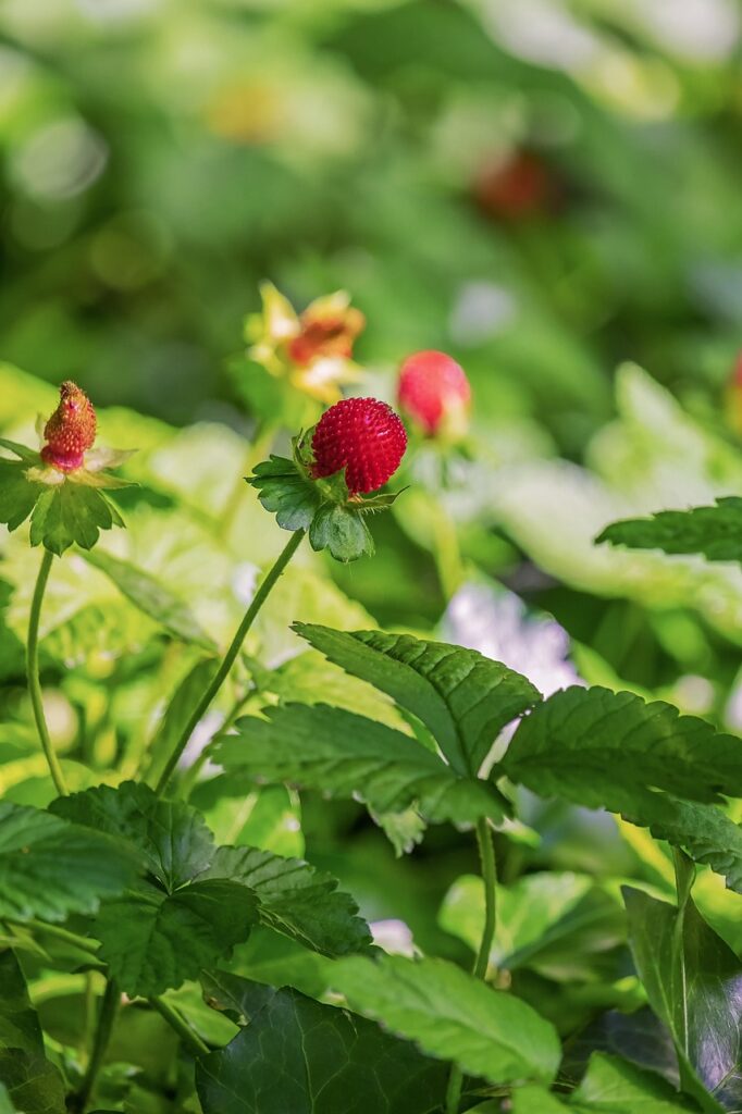 indian mock strawberry, strawberry, mock strawberry, potentilla indica, fruit, red, plant, growth, ornamental plant, forest, nature