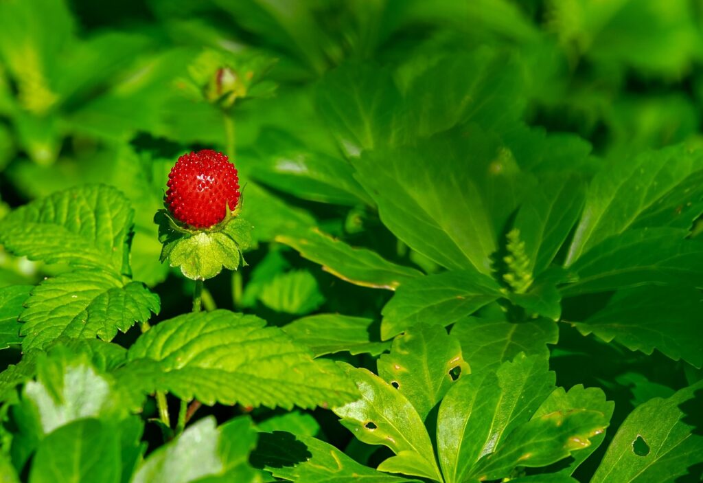 strawberry, wild strawberry, nature, berry, fruit, strawberry plant, red, vitamins, fresh, cute, summer, leaves, strawberry, strawberry, strawberry, strawberry, strawberry, strawberry plant