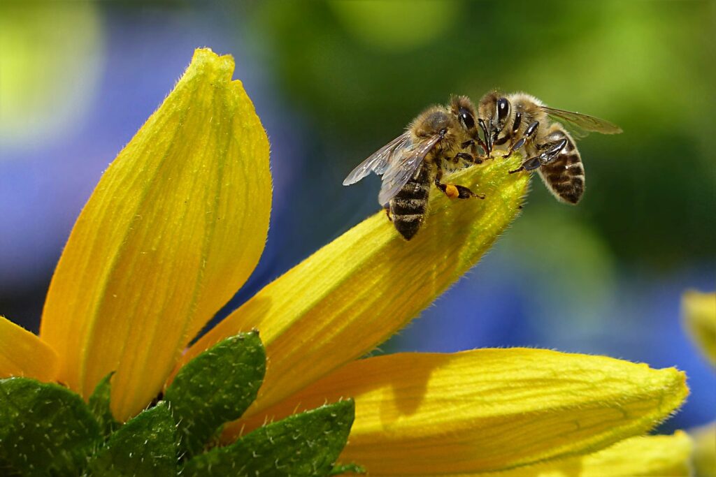Close-up of honey bees pollinating a bright yellow flower, capturing nature